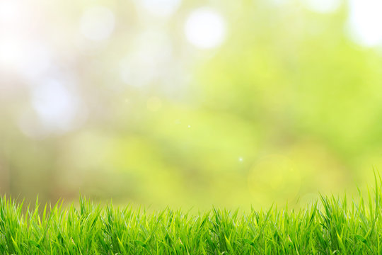 Free Grass Images – Browse 27,691 Free Stock Photos, Vectors, and Video ...