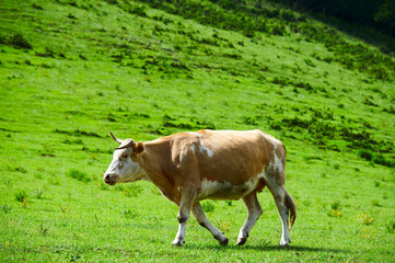 The cattle and flock of sheep on the grassland.