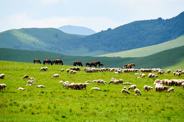 The cattle and flock of sheep on the grassland.