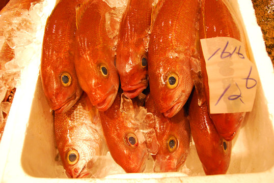 227 Best 赤い魚 Images Stock Photos Vectors Adobe Stock