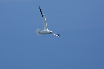 Northern gannet soars over mouth of the Delaware River.