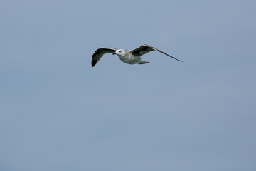 Juvenile herring gull soars over mouth of the Delaware River.