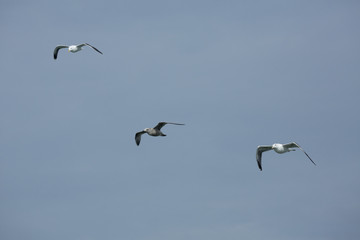 Fototapeta premium Seagulls soar over mouth of the Delaware River.