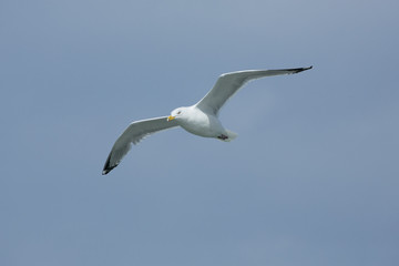 Fototapeta na wymiar Adult herring gull soars over mouth of the Delaware River.