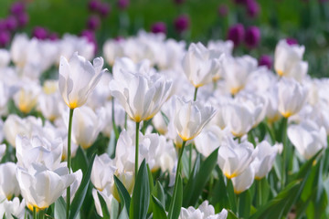 Tulip Flowers,in Tachikawa,Tokyo,Japan