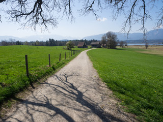 Fototapeta na wymiar Weg unter Baum durch grüne Wiesen im Alpenvorland unter blauem Himmel, Staffelsee, Bayern