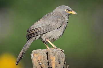 The jungle babbler (Turdoides striata) is a member of the family Leiothrichidae found in the Indian subcontinent. They are gregarious birds that forage in small groups of six to ten birds.