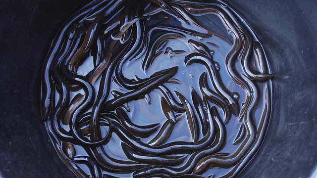 Close-up of eels in the bowl for sale in thai street market.
