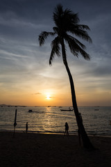 coconut tree on the beach at sunset