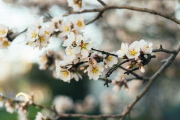 Obraz premium Blurred background with white flowers. Close-up