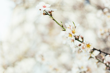 Blurred background with white flowers. Close-up
