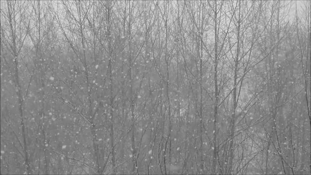 Winter weather - blizzard in forest. Lot of snow flying in different ways. Tops of the trees sway in the wind. Black and white image. Natural background.