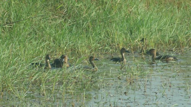lesser whistling duck is flapping wings and the others diving in a pond
