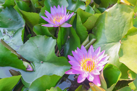 Beautiful pink water lily flower blossoming