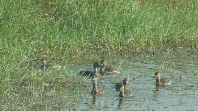 lesser whistling ducks are diving in the pond