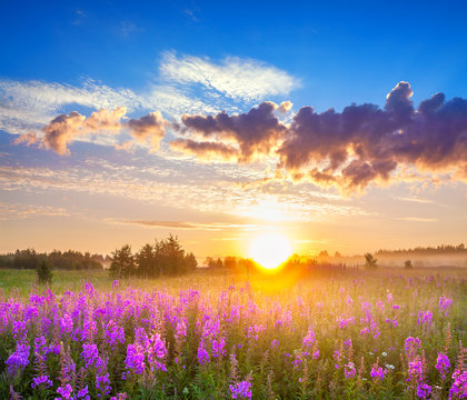 rural panorama landscape with sunrise  and  blossoming meadow