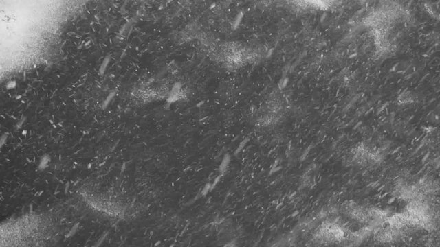 Winter weather - snowfall on dark gray asphalt. Abstract natural background, white particles in motion. Blizzard closeup.