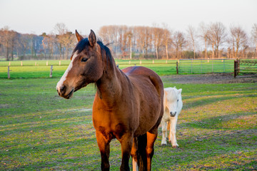 Obraz premium beautiful white ponny at sunset in Germany Europe