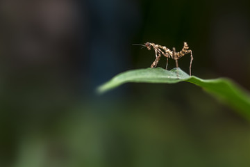 Small insect standing on a leaf