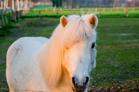 beautiful white ponny at sunset in Germany Europe