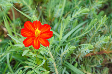 Red Zinnia flower