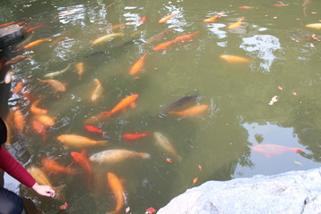 Fish Goldfish Gold Carp Orange Yellow White Black Water Lake China Chinese Temple Buddhist Swim Swimming