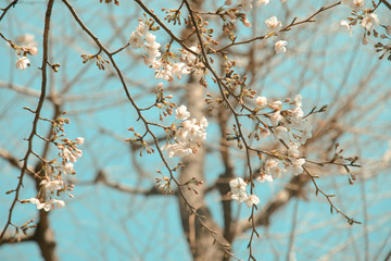 Beautiful sakura flowers on tree | Pink cherry blossom in Japan