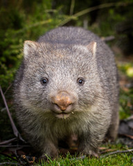 baby bare nosed wombat