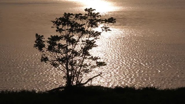 4K・夕日に揺れる木のシルエット_4-301
