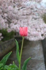 cherry blossoms : Osaka Japan