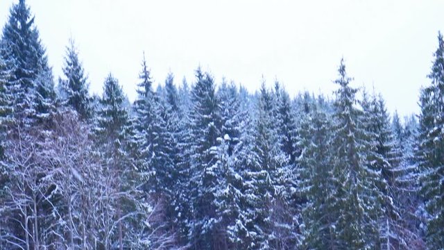 Christmas winter landscape, spruce and pine trees covered in snow on a mountain road