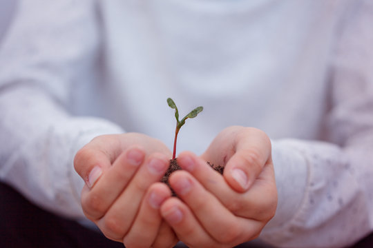 Kid holding new sprout in hands. Symbol of new life and ecology concept.