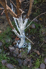 Lime tree trimming