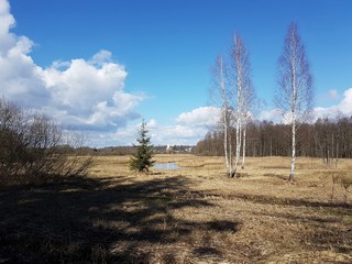 Polana leśna © michalsen