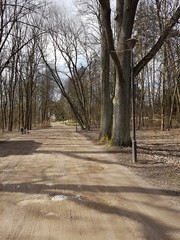 Droga w parku