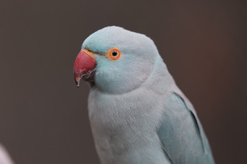 Blauer Papagei Vogel