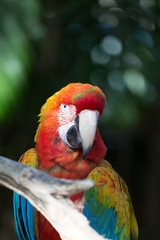 Papagei hinter einem Ast im Dschungel