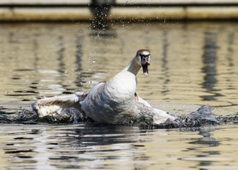 Schwan im Tegeler Hafen in Berlin 