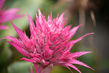 Pinke Exotische Blüte