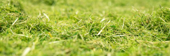 Panorama, grüne Wiese gemäht mit Moos und Gras