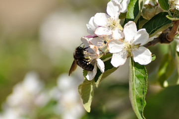Abejorro carpintero polinizando un almendro