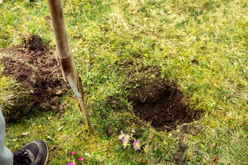 Mit dem Spaten ein Loch in die Wiese graben, Gartenarbeit und Gartengestaltung