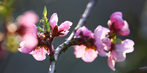 Pfirsichblüte  © sunset man