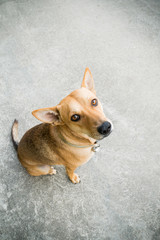 Portrait hybrid brown dog on the floor,Thai dog