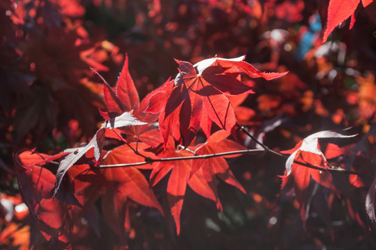 détail feuilles rouge érable du japon