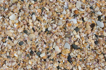 Muscheln Textur Hintergrund