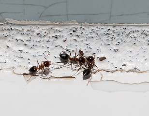 ants on a white wall