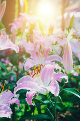 Lilies Flowers Bouquet in the garden. Spring Flowers