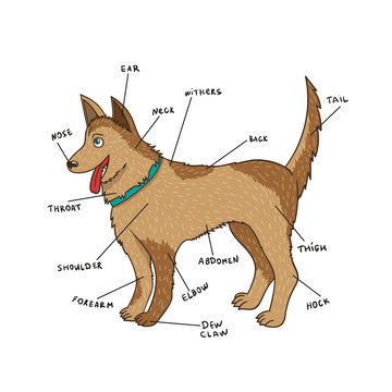 Dog External Anatomy. Puppy Parts On English