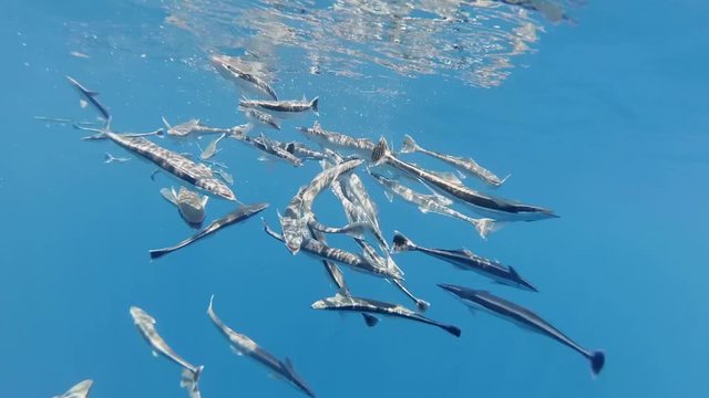 school of fish Remora (Echeneis naucrates) eating under surface of the water , Indian Ocean, Maldives

